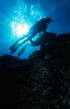Diving the reef
