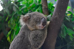 Djur koala royaltyfria bilder Djur koala royaltyfria bilder
