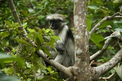 Djurliv Jozani Zanzibar Tanzania för röd Colobus för apa djurt däggdjurs- arkivfoto Djurliv Jozani Zanzibar Tanzania för röd Colobus för apa djurt däggdjurs- arkivfoto