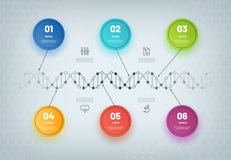 DNA Infographic Μοριακό διάγραμμα αλυσίδων, ιατρικό βήμα infographic, επιχειρησιακή ροή της δουλειάς Γενετική πρότυπη αφηρημένη έ απεικόνιση αποθεμάτων DNA Infographic Μοριακό διάγραμμα αλυσίδων, ιατρικό βήμα infographic, επιχειρησιακή ροή της δουλειάς Γενετική πρότυπη αφηρημένη έ απεικόνιση αποθεμάτων