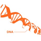 DNA Spiral in vectors