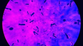 DNA-Suppen-Blau stock footage DNA-Suppen-Blau stock footage