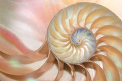 Do crescimento espiral de seção transversal da estrutura da simetria de Fibonacci do shell do nautilus relação dourada foto de stock royalty free Do crescimento espiral de seção transversal da estrutura da simetria de Fibonacci do shell do nautilus relação dourada foto de stock royalty free