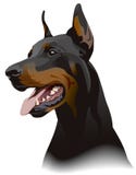 Doberman dog. Illustration