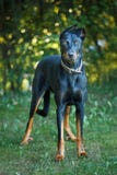 Doberman ligt op weide stock fotografie Doberman ligt op weide stock fotografie