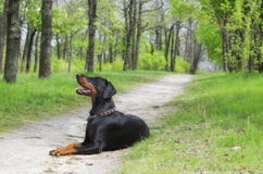 Doberman: meu melhor amigo real para sempre fotos de stock royalty free Doberman: meu melhor amigo real para sempre fotos de stock royalty free