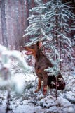Doberman pinscher stelt voor de camera Massieve rust, stock fotografie Doberman pinscher stelt voor de camera Massieve rust, stock fotografie