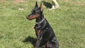 Dobermann De Race De Chien Banque De Vidéos Vidéo Du Mignon