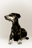 Dobermann ligga arkivfoton Dobermann ligga arkivfoton