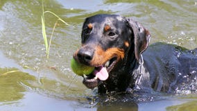 Dobermann swimming with ball stock photography Dobermann swimming with ball stock photography