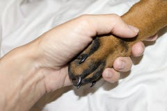 Dobermannwelpenschwarztatze mit Greifern in der menschlichen Handnahaufnahme stockfotos Dobermannwelpenschwarztatze mit Greifern in der menschlichen Handnahaufnahme stockfotos