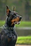 Dobermanpinscheren arkivbild Dobermanpinscheren arkivbild