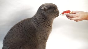 Doblez escocés Cat Sniffs Red Caviar Sandwich metrajes Doblez escocés Cat Sniffs Red Caviar Sandwich metrajes