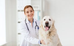 Docteur heureux avec le chien de chien d'arrêt à la clinique de vétérinaire photo stock Docteur heureux avec le chien de chien d'arrêt à la clinique de vétérinaire photo stock