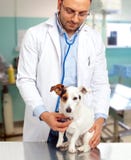 Docteur vétérinaire avec le cric Russell images stock Docteur vétérinaire avec le cric Russell images stock