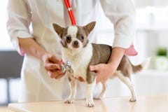 Docteur vétérinaire à l'aide du stéthoscope au cours de l'examen dans la clinique vétérinaire Terrier de chien dans la clinique v image stock Docteur vétérinaire à l'aide du stéthoscope au cours de l'examen dans la clinique vétérinaire Terrier de chien dans la clinique v image stock