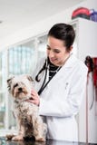 Doctor examining dog royalty free stock photography Doctor examining dog royalty free stock photography