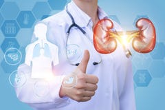 Doctor shows that your kidneys cured. Doctor shows that your kidneys cured concept design royalty free stock photography Doctor shows that your kidneys cured. Doctor shows that your kidneys cured concept design royalty free stock photography