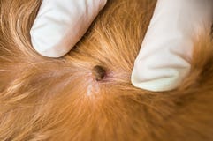 Doctor veterinario que quita una señal del perro imagen de archivo Doctor veterinario que quita una señal del perro imagen de archivo