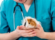 Doctor veterinario que sostiene el conejillo de Indias en las manos imágenes de archivo libres de regalías Doctor veterinario que sostiene el conejillo de Indias en las manos imágenes de archivo libres de regalías