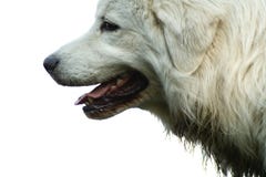 Dog Stock Image Dog Stock Image