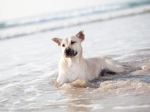 Dog Royalty Free Stock Image Dog Royalty Free Stock Image