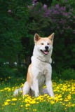 Dog, Akita Inu Sits On A Glade In Dandelions Stock Photo Dog, Akita Inu Sits On A Glade In Dandelions Stock Photo