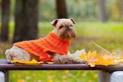 Dog And Autumn. Stock Images