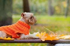 Dog And Autumn. Royalty Free Stock Photos