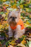 Dog And Autumn. Royalty Free Stock Photography