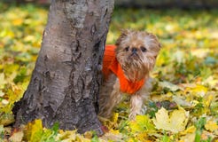 Dog And Autumn. Royalty Free Stock Image