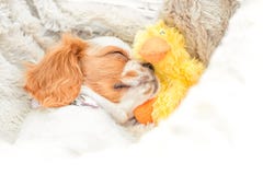 Dog And Duck Stock Photography