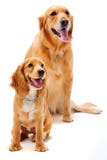 Dog And Puppy Stock Photos