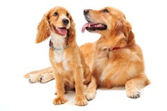 Dog And Puppy Royalty Free Stock Photography