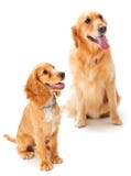 Dog And Puppy Royalty Free Stock Image