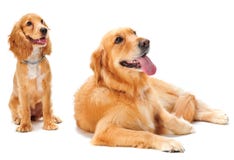 Dog And Puppy Royalty Free Stock Images