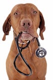 Dog as a nurse