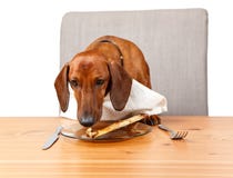 Dog att sniffa på benet på plattan på tabellen royaltyfri bild Dog att sniffa på benet på plattan på tabellen royaltyfri bild