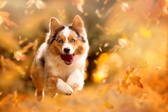 Dog, Australian Shepherd jumping in autumn leaves royalty free stock images Dog, Australian Shepherd jumping in autumn leaves royalty free stock images