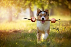 Dog, Australian Shepherd retrieves stick with skewered apples stock photos Dog, Australian Shepherd retrieves stick with skewered apples stock photos