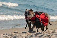 english bulldog backpack