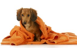 Dog bath royalty free stock photos Dog bath royalty free stock photos