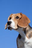 Dog Beagle On Blue Sky Royalty Free Stock Photo Dog Beagle On Blue Sky Royalty Free Stock Photo