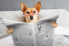 Dog in bed reading newspaper