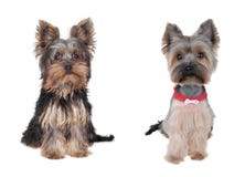 Dog, Before And After The Barber Royalty Free Stock Image Dog, Before And After The Barber Royalty Free Stock Image