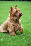 Dog Begging - Australian Terrier Royalty Free Stock Images Dog Begging - Australian Terrier Royalty Free Stock Images