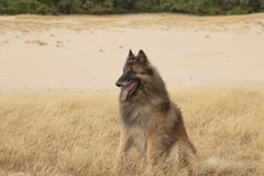 Dog, Belgian Shepherd Tervuren, sitting in heather grass royalty free stock photography Dog, Belgian Shepherd Tervuren, sitting in heather grass royalty free stock photography