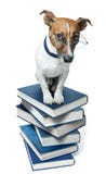 Dog on a book stack