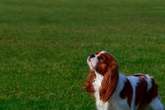Cavalier King Charles Spaniel. Dog breed Cavalier King Charles Spaniel a close-up on green background stock photo Cavalier King Charles Spaniel. Dog breed Cavalier King Charles Spaniel a close-up on green background stock photo