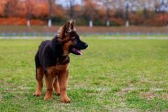 Dog breed German Shepherd. Little puppy of breed German Shepherd stands on green grass in the park stock photos Dog breed German Shepherd. Little puppy of breed German Shepherd stands on green grass in the park stock photos